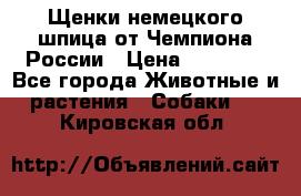 Щенки немецкого шпица от Чемпиона России › Цена ­ 50 000 - Все города Животные и растения » Собаки   . Кировская обл.